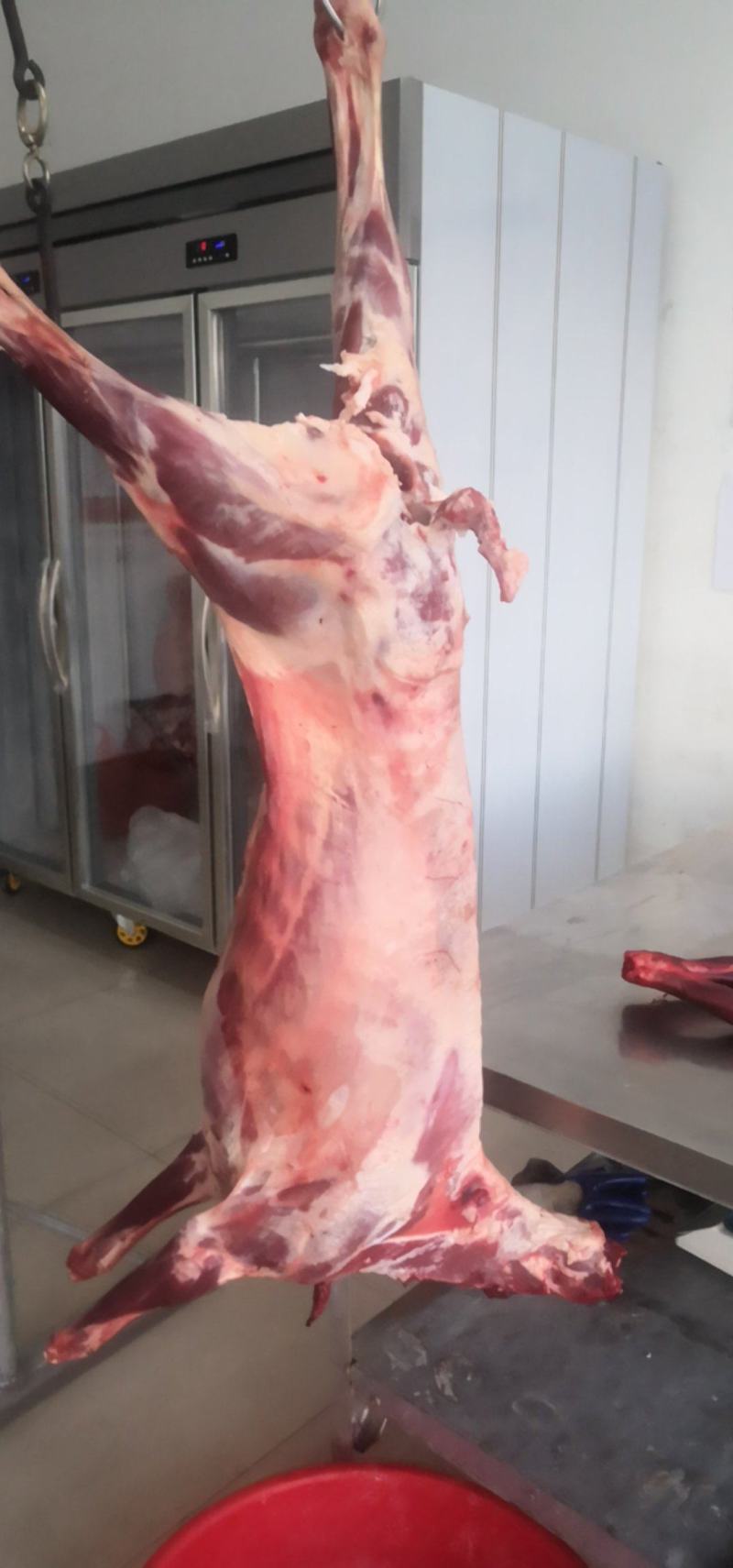 新鲜羊肉羊酮体一手货源基地直发可视频看货量大从优