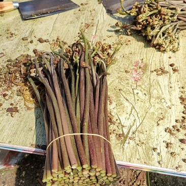 大量收购蕨菜