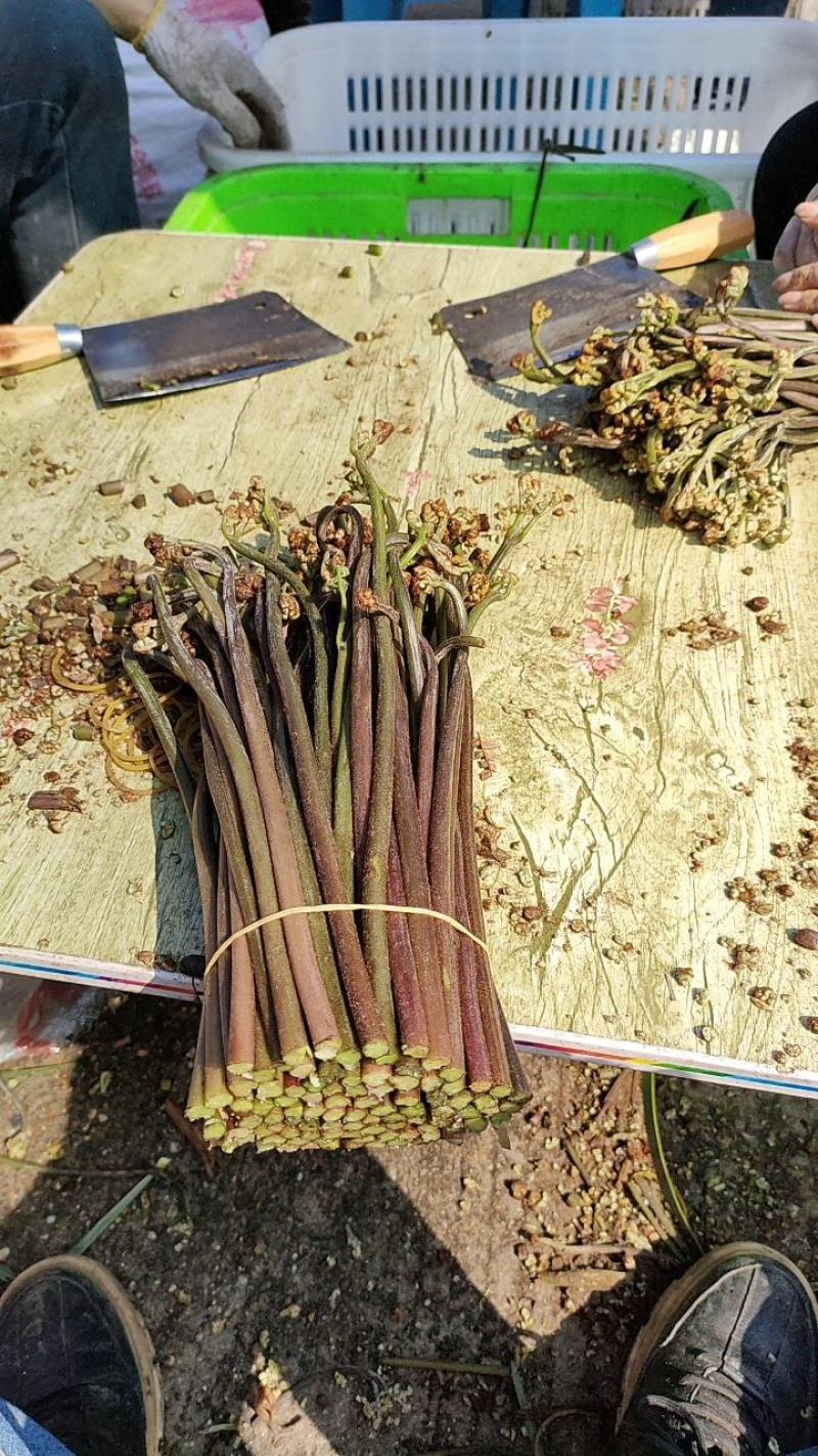 大量收购蕨菜