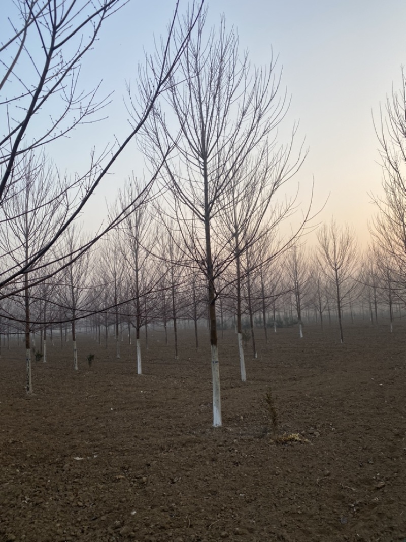 美国红枫大量特价处理，山东红枫苗圃基地直销