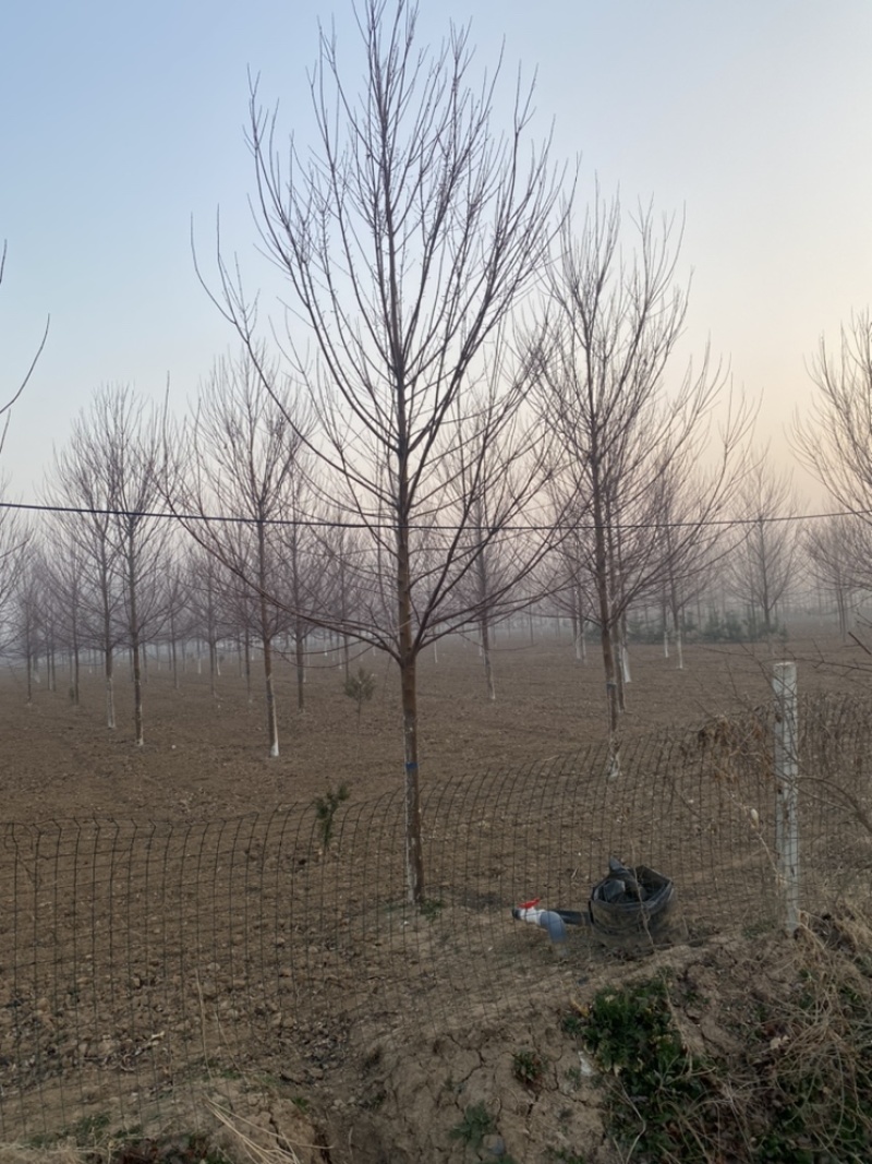 美国红枫大量特价处理，山东红枫苗圃基地直销