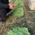 苏州小韭菜