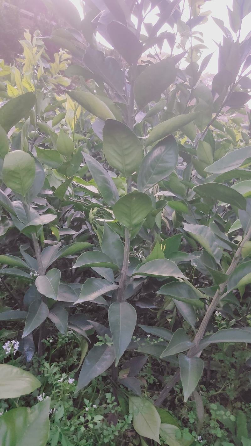 黄美人柑橘靓苗