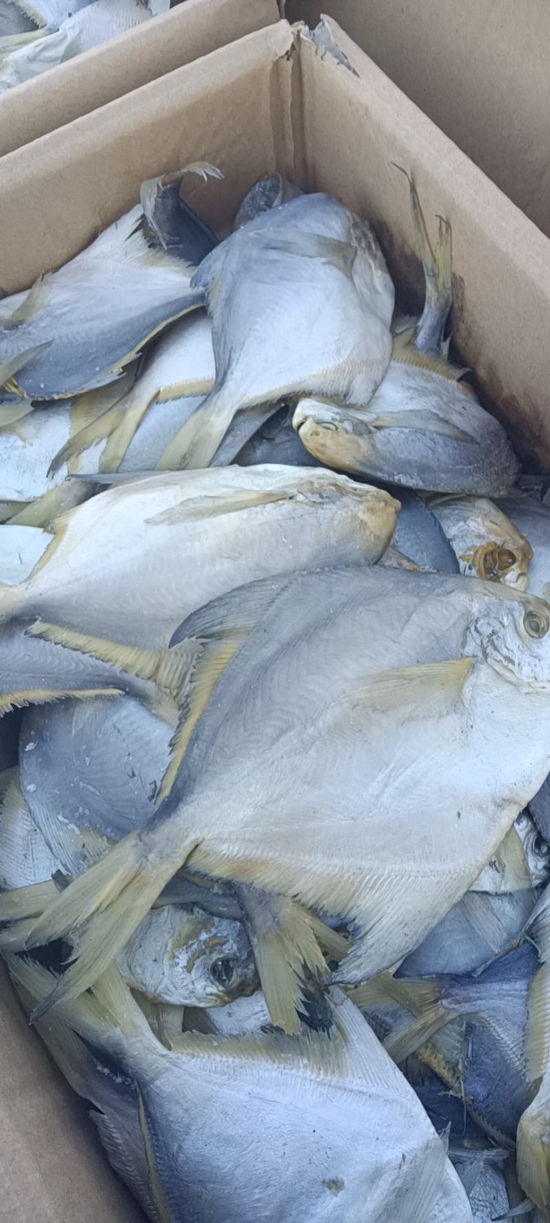 大个的鲳鱼，好吃不贵，蒸着吃油炸都可以，一手货源价格公平