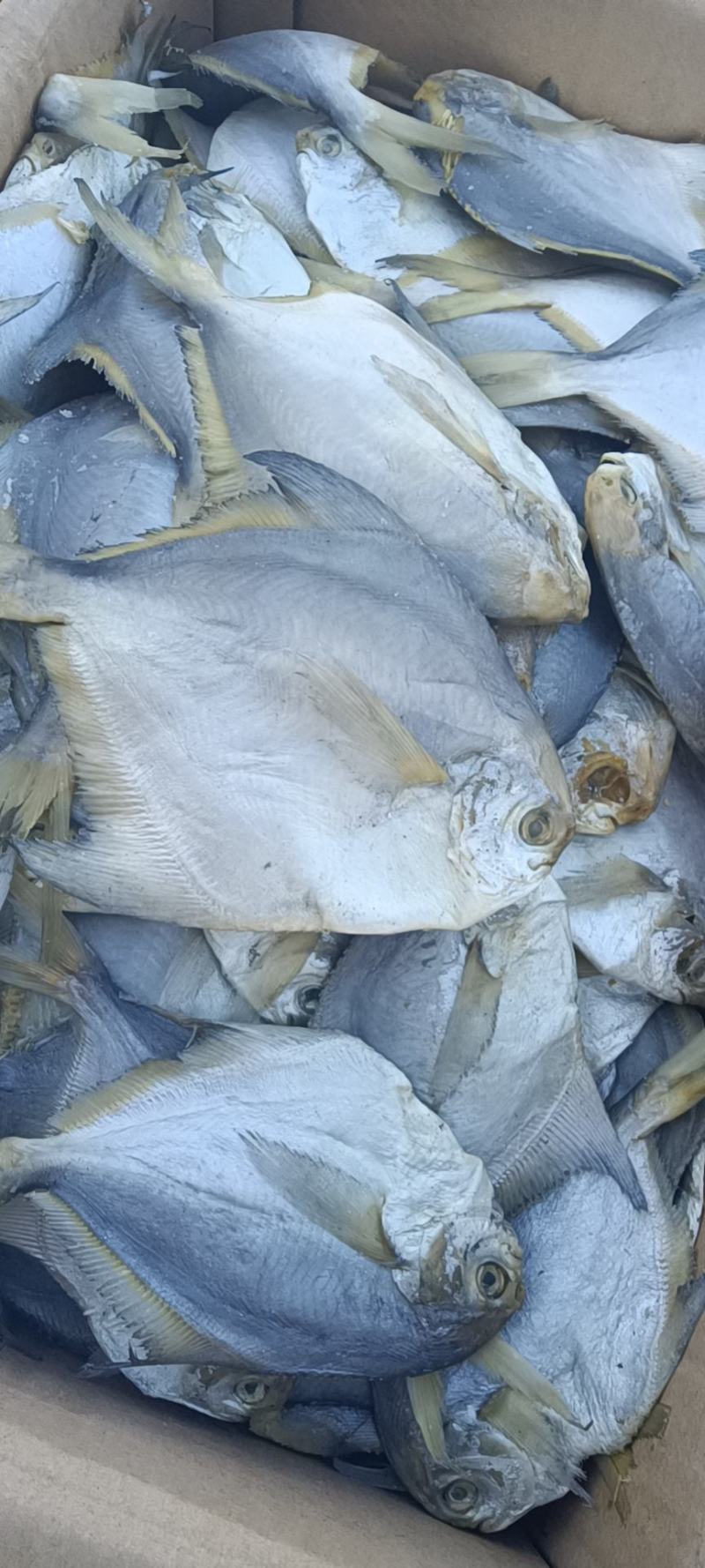 大个的鲳鱼，好吃不贵，蒸着吃油炸都可以，一手货源价格公平
