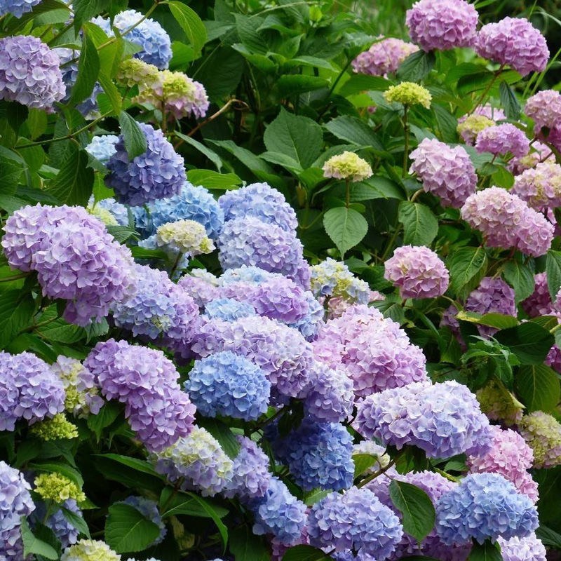 绣球老桩特大花苗阳台盆栽无尽夏蓝色大花四季易种活耐寒庭院