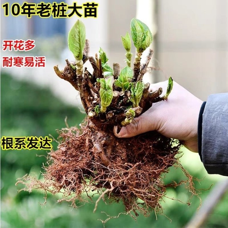 绣球老桩特大花苗阳台盆栽无尽夏蓝色大花四季易种活耐寒庭院