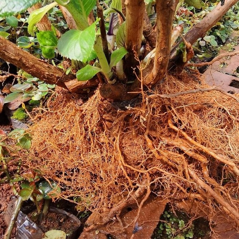绣球老桩特大花苗阳台盆栽无尽夏蓝色大花四季易种活耐寒庭院