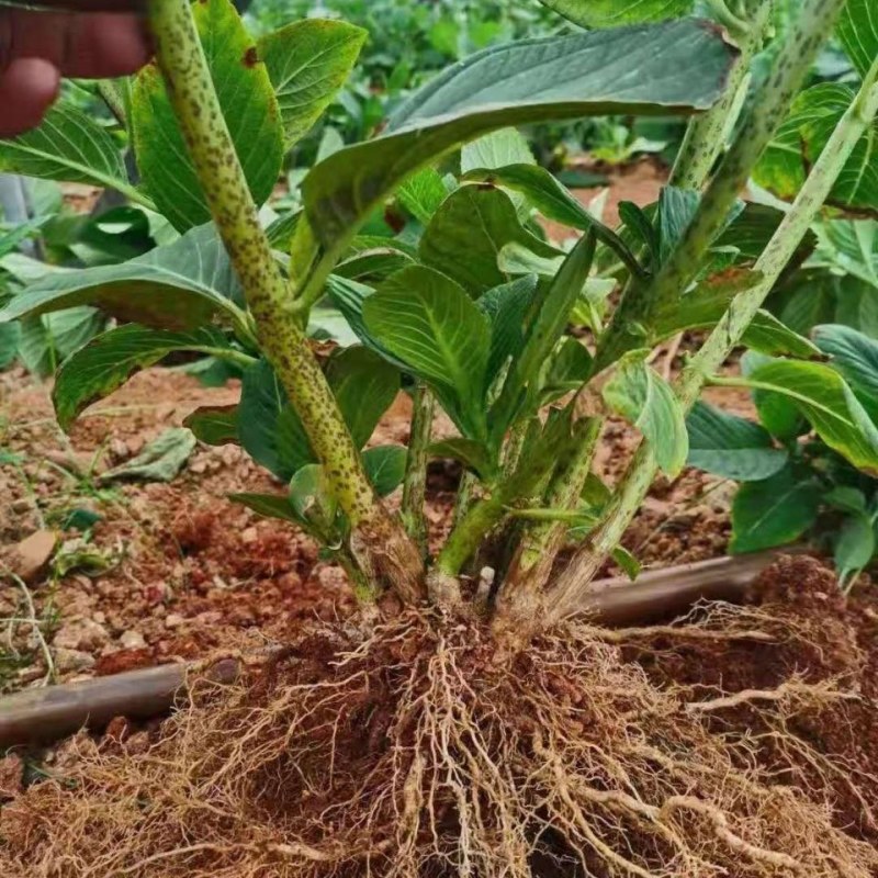 绣球老桩特大花苗阳台盆栽无尽夏蓝色大花四季易种活耐寒庭院