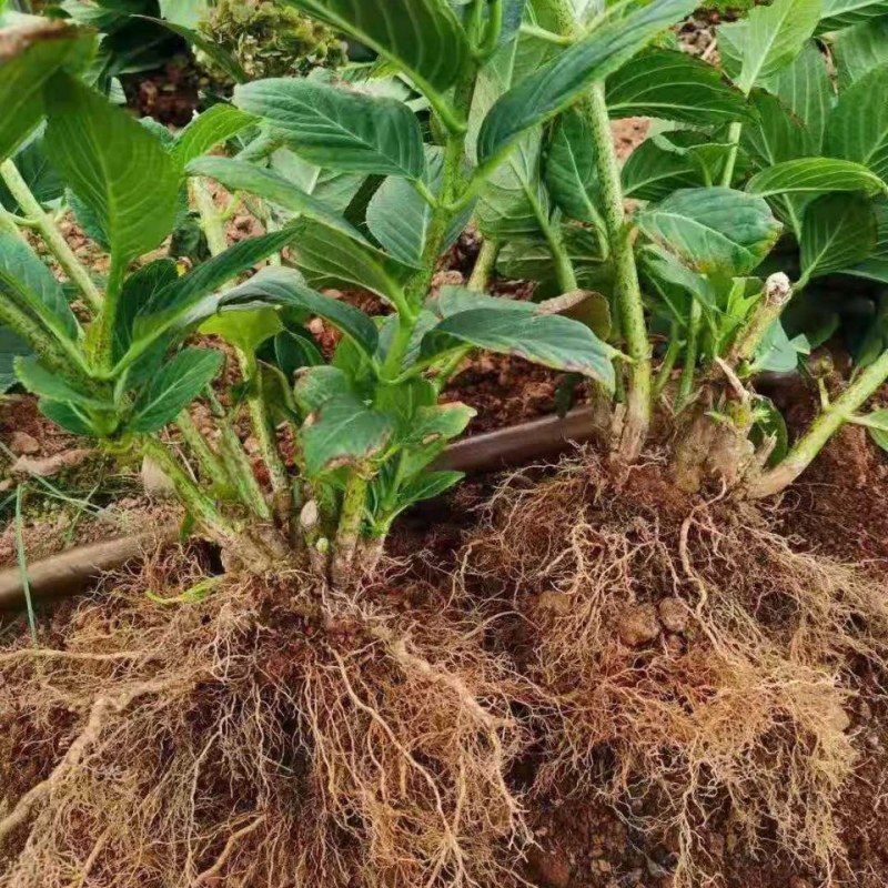 绣球老桩特大花苗阳台盆栽无尽夏蓝色大花四季易种活耐寒庭院