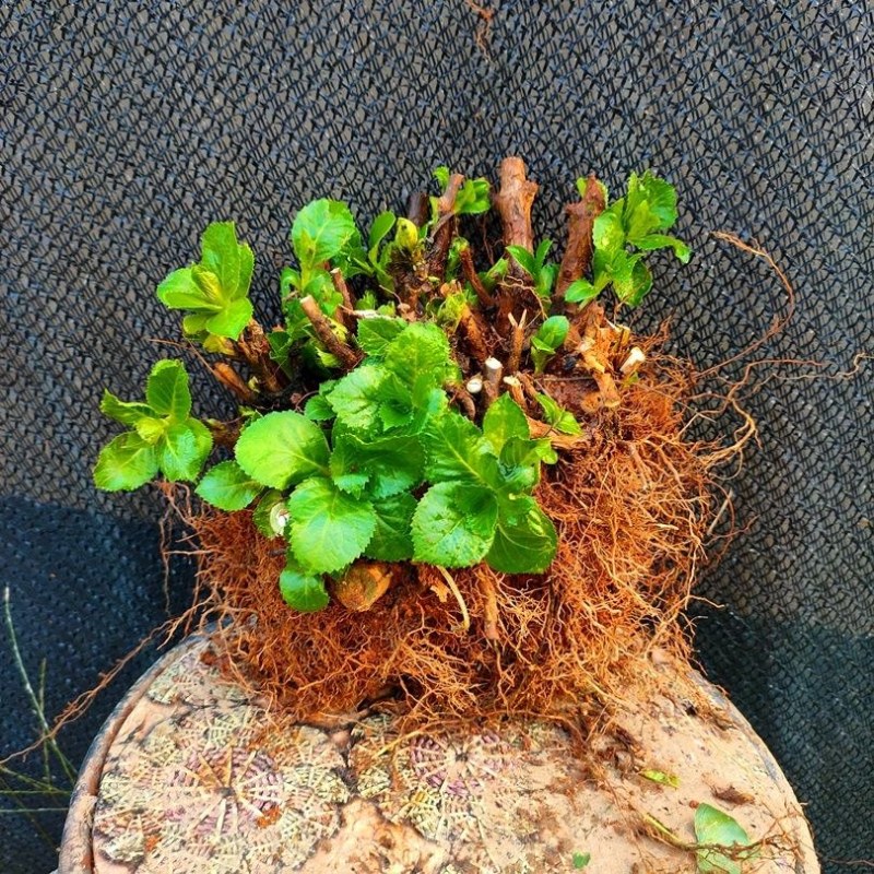 绣球老桩特大花苗阳台盆栽无尽夏蓝色大花四季易种活耐寒庭院