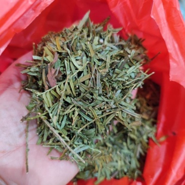 紫杉,一手货源新货药味足,道地药材产地直供,品质保证