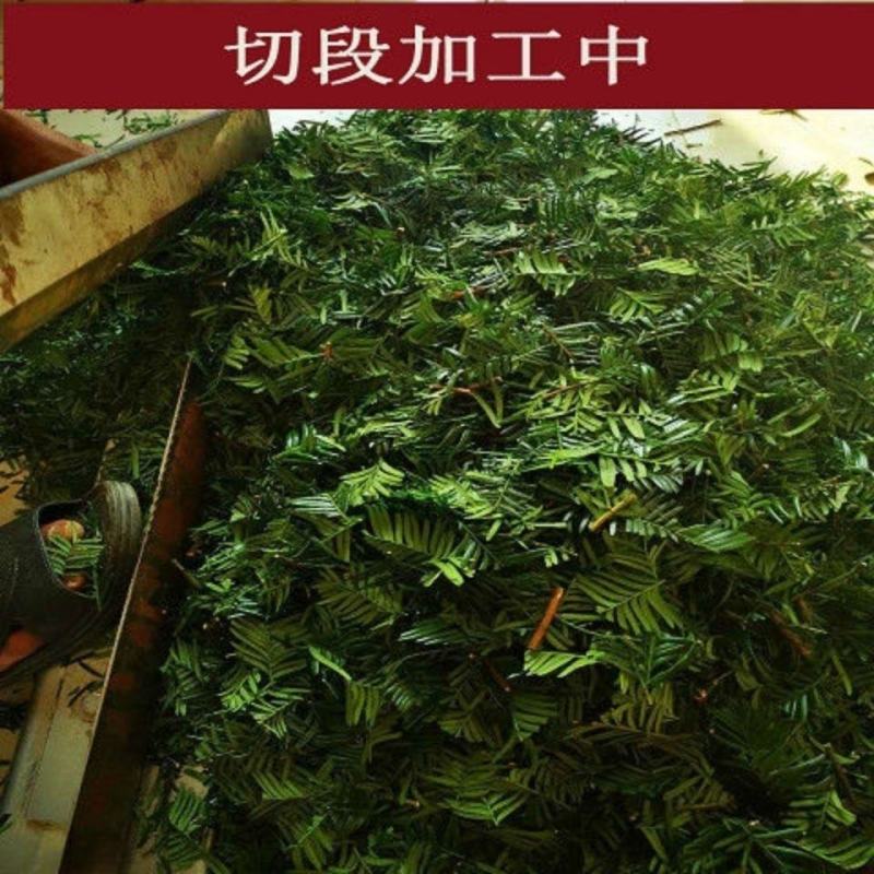 紫杉，一手货源新货药味足，道地药材产地直供，品质保证