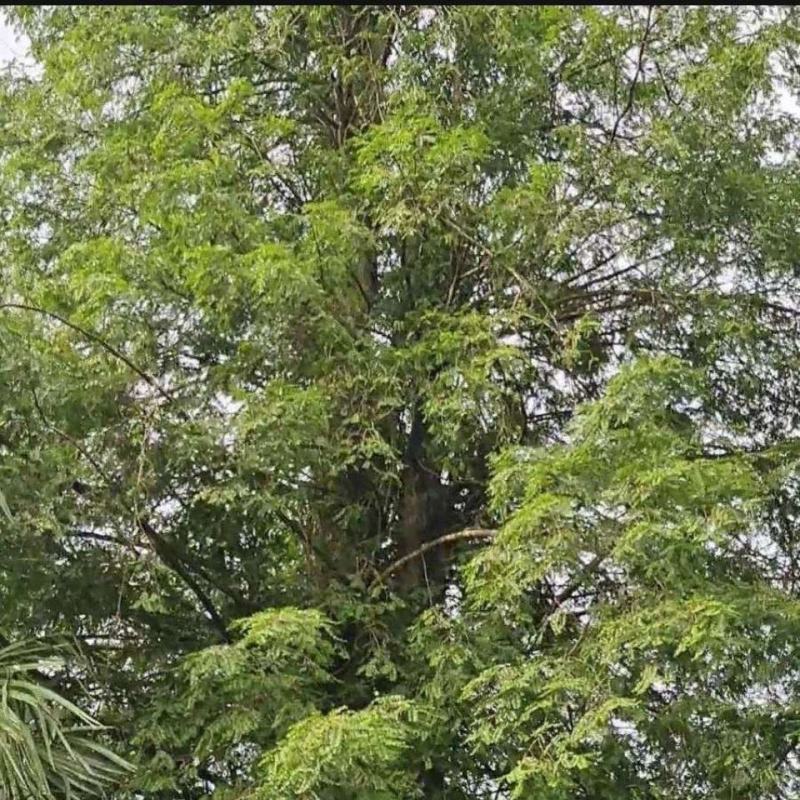 紫杉，一手货源新货药味足，道地药材产地直供，品质保证