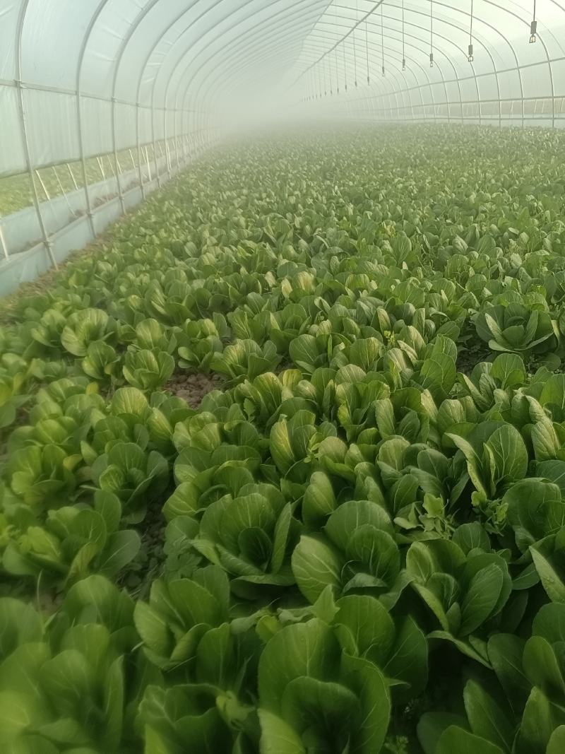 上海青，杭白菜，鸡毛菜等等