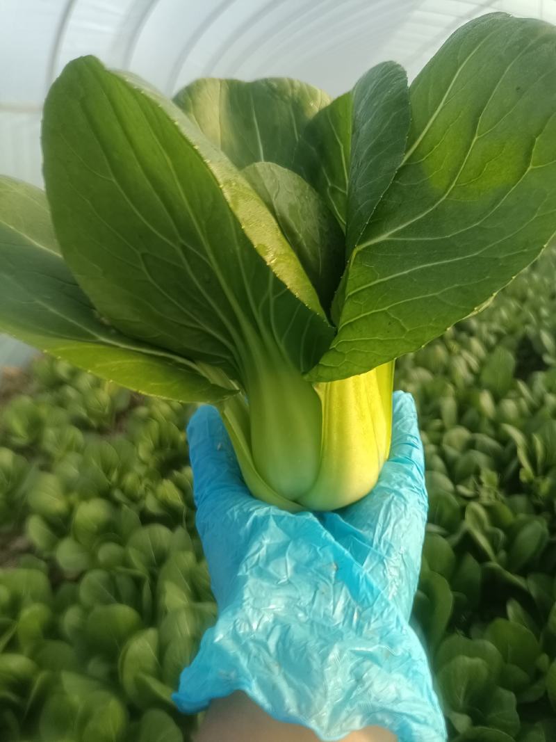 上海青，杭白菜，鸡毛菜等等