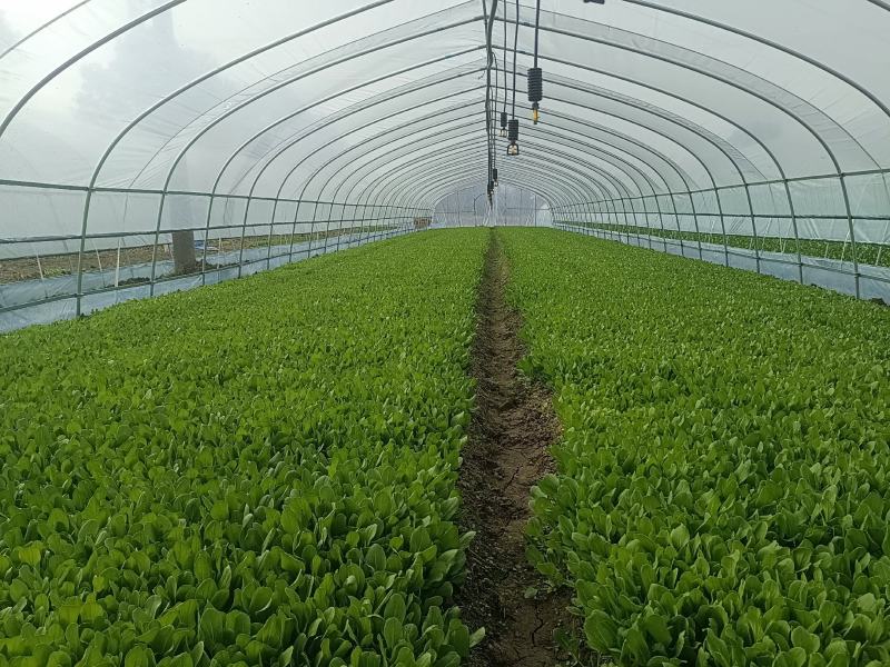 上海青，杭白菜，鸡毛菜等等