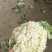 白花菜有机花西兰花大白菜土豆