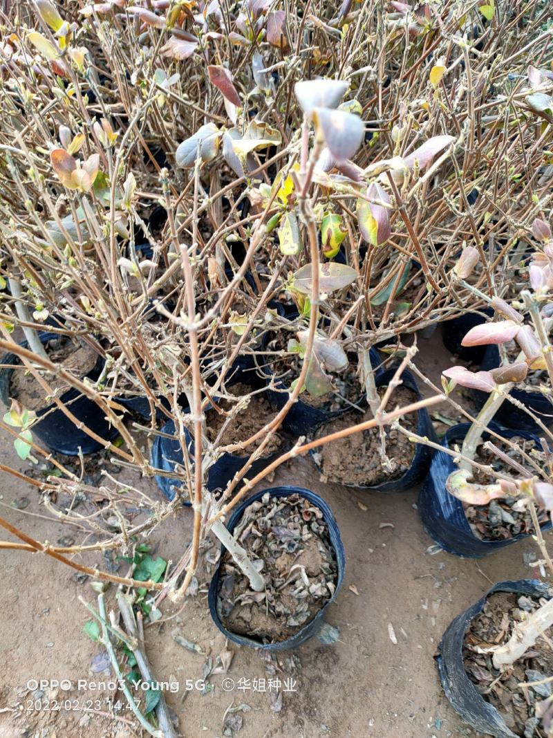 四季金银花树苗盆栽地栽泡茶食用药用阳台客厅庭院南北方种植