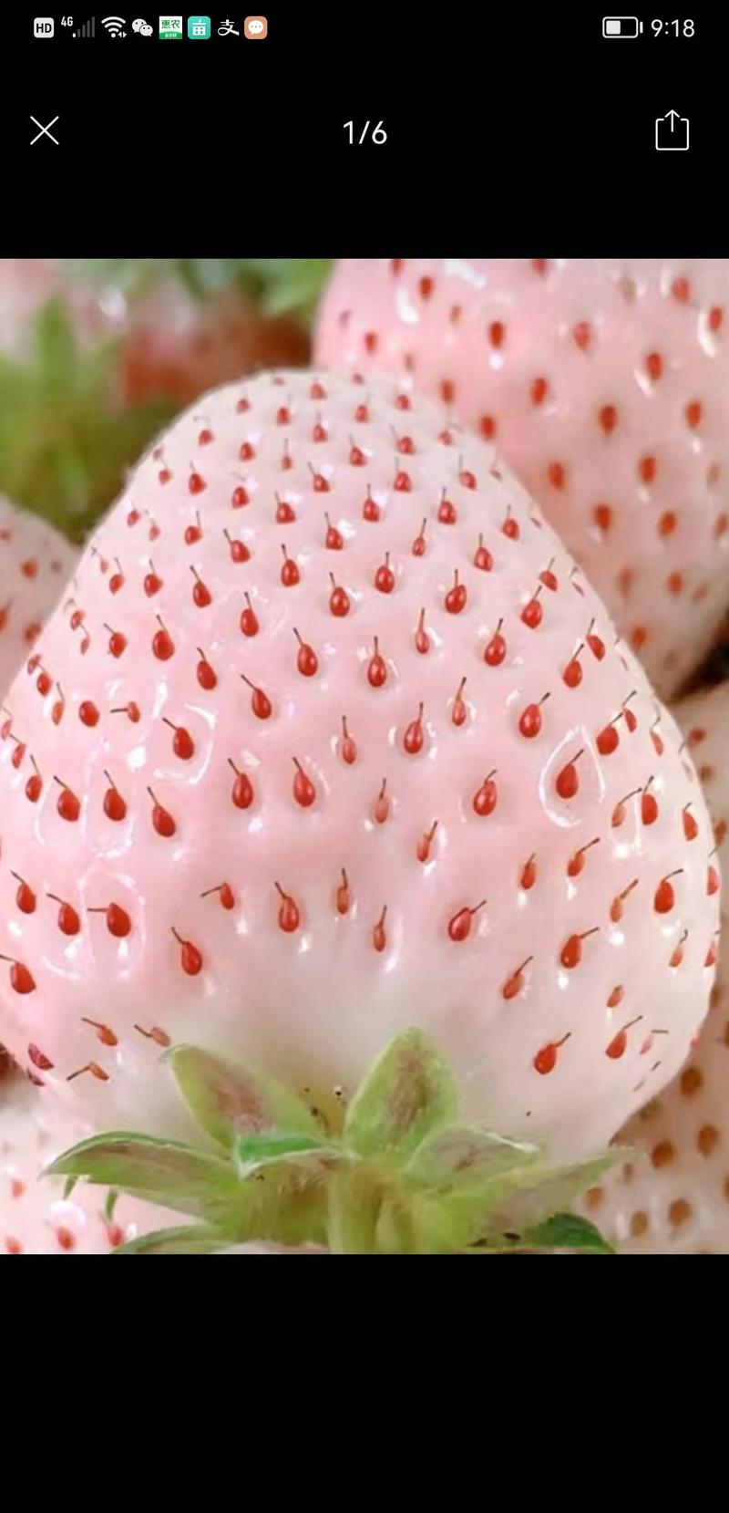 草莓苗有红颜黑珍珠白色恋人.粉玉.粉姬.真红美铃淡雪黔莓