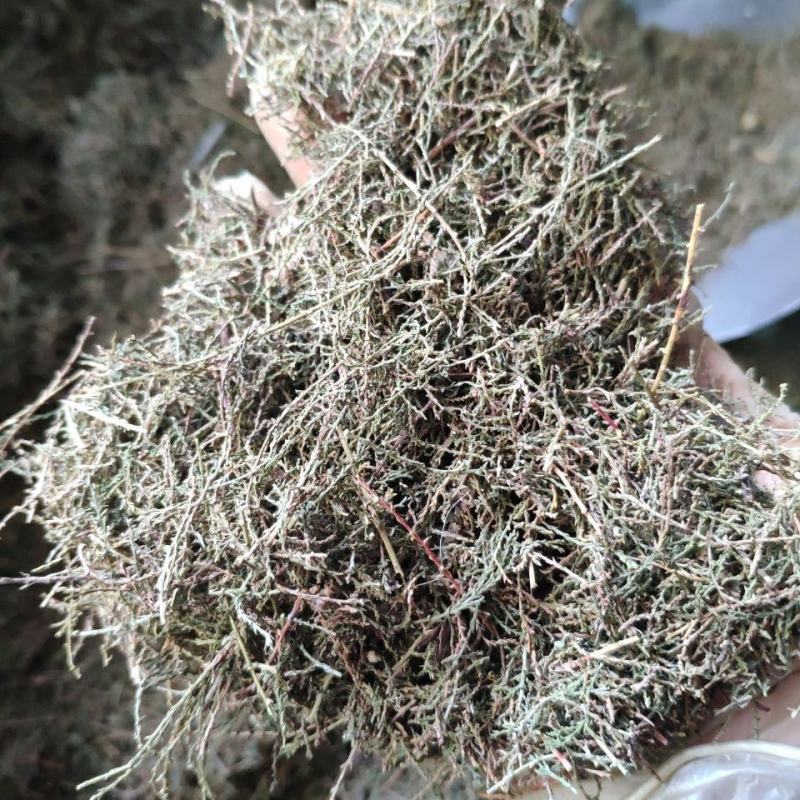柽柳，一手货源野生红柳，西河柳，产地直供道地药材