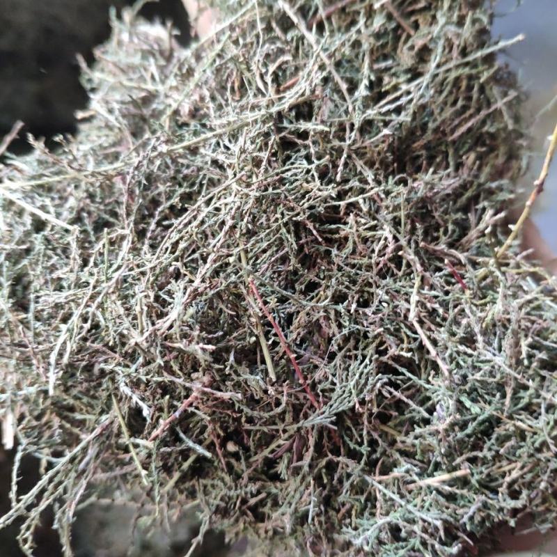 柽柳，一手货源野生红柳，西河柳，产地直供道地药材