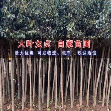 大叶女贞树苗园林绿化苗南方北方种植庭院地栽四季常青高杆女