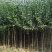 大叶女贞树苗园林绿化苗南方北方种植庭院地栽四季常青高杆女