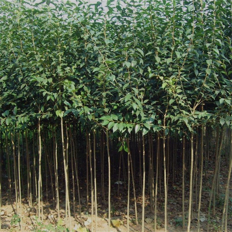 大叶女贞树苗园林绿化苗南方北方种植庭院地栽四季常青高杆女