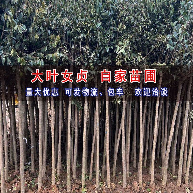 大叶女贞树苗园林绿化苗南方北方种植庭院地栽四季常青高杆女