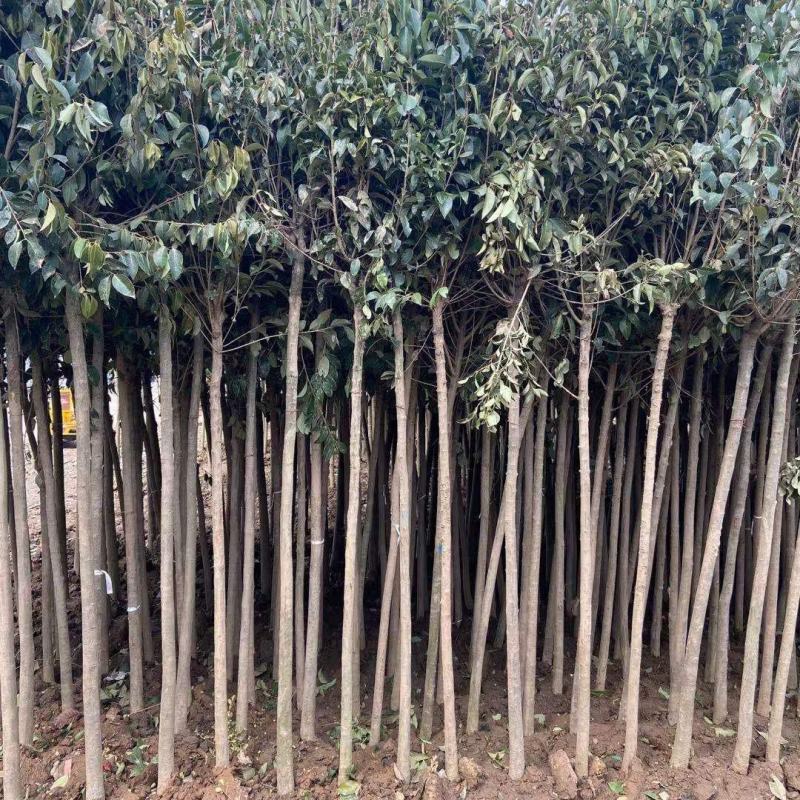 大叶女贞树苗园林绿化苗南方北方种植庭院地栽四季常青高杆女