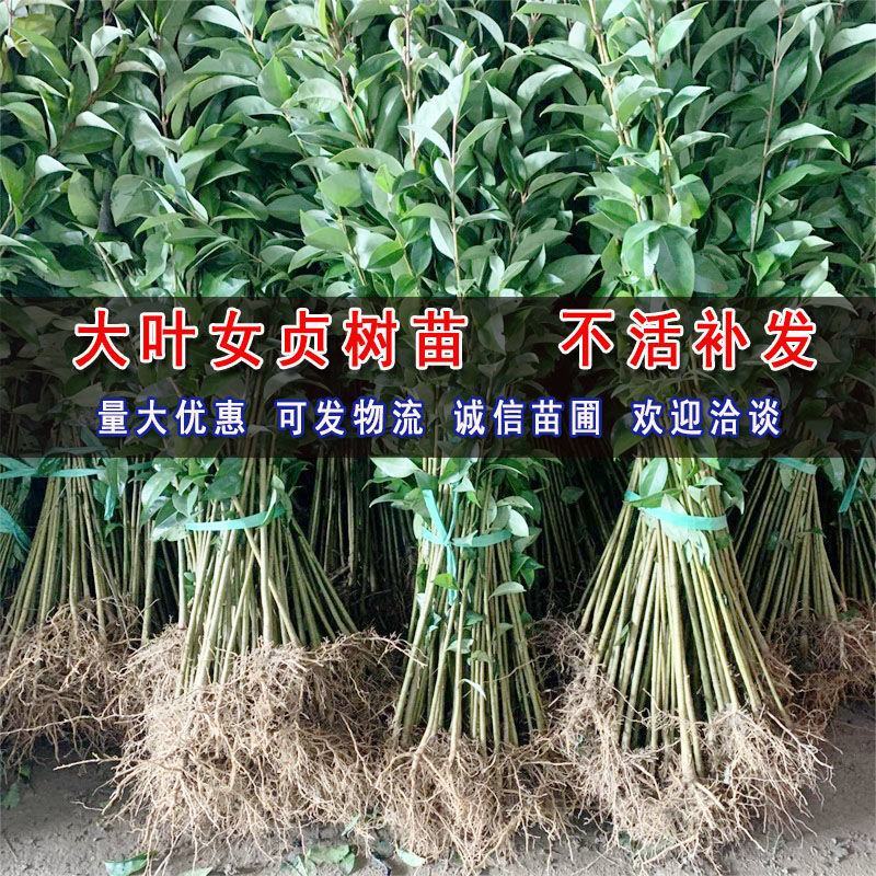 大叶女贞树苗园林绿化苗南方北方种植庭院地栽四季常青高杆女