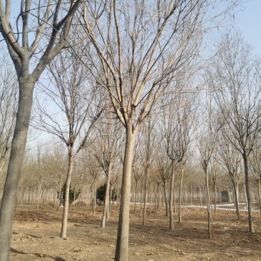 精品国槐树苗精品白蜡树苗