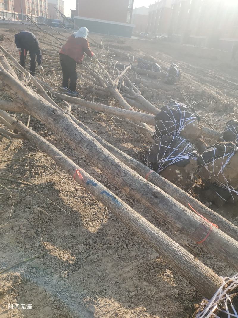 精品国槐树苗精品白蜡树苗