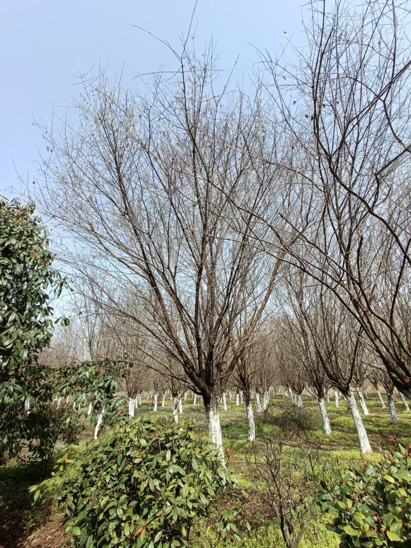 河南基地长期供应10----25公分精品茶条槭
