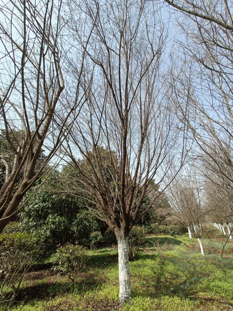 河南基地长期供应10----25公分精品茶条槭