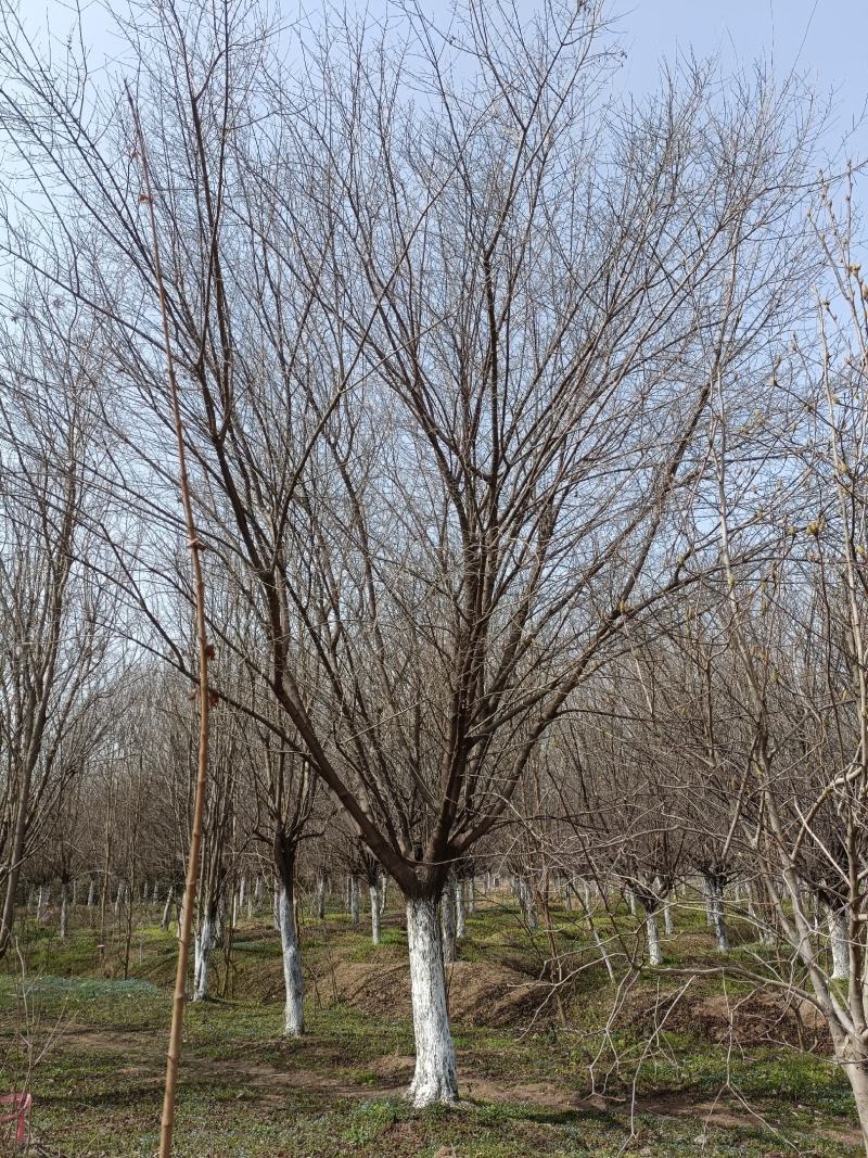 河南基地长期供应10----25公分精品茶条槭
