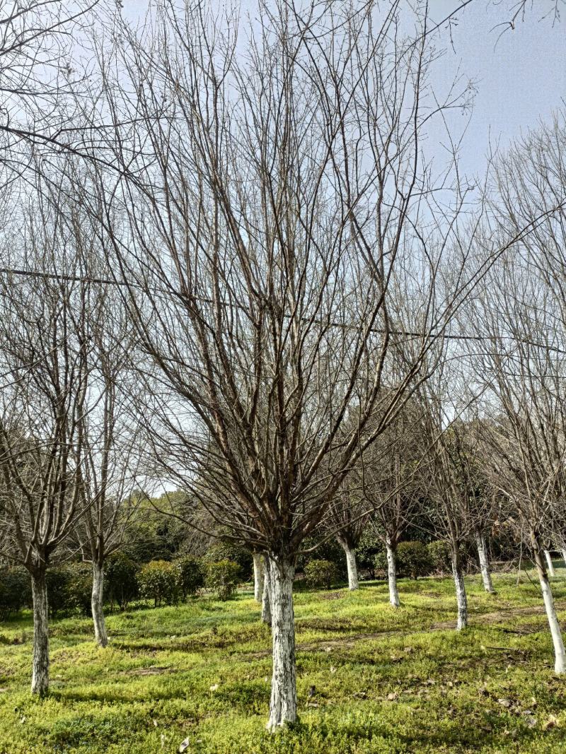 河南基地长期供应10----25公分精品茶条槭
