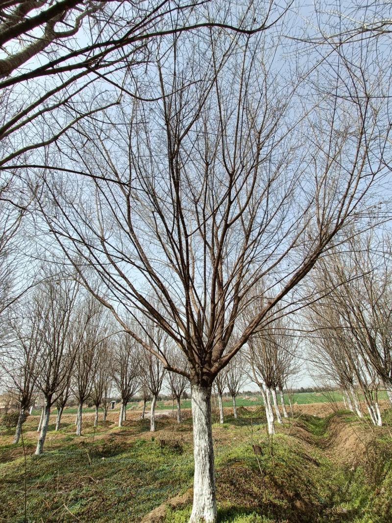 河南基地长期供应10----25公分精品茶条槭