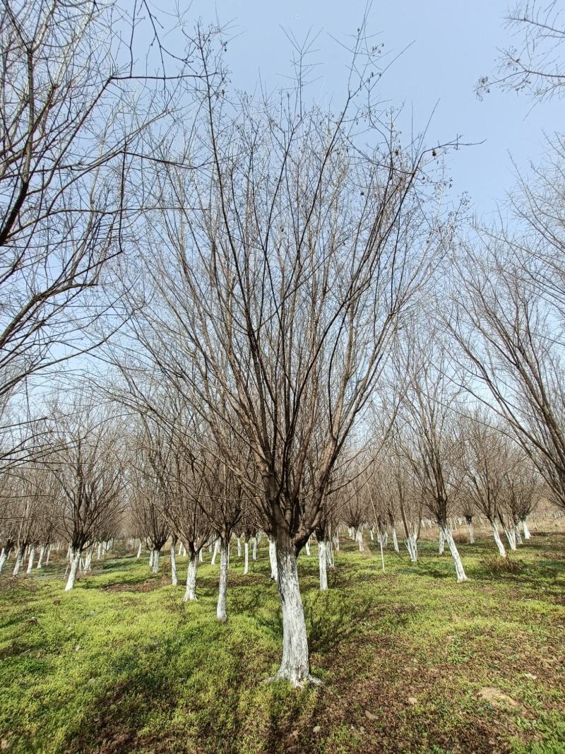 河南基地长期供应10----25公分精品茶条槭