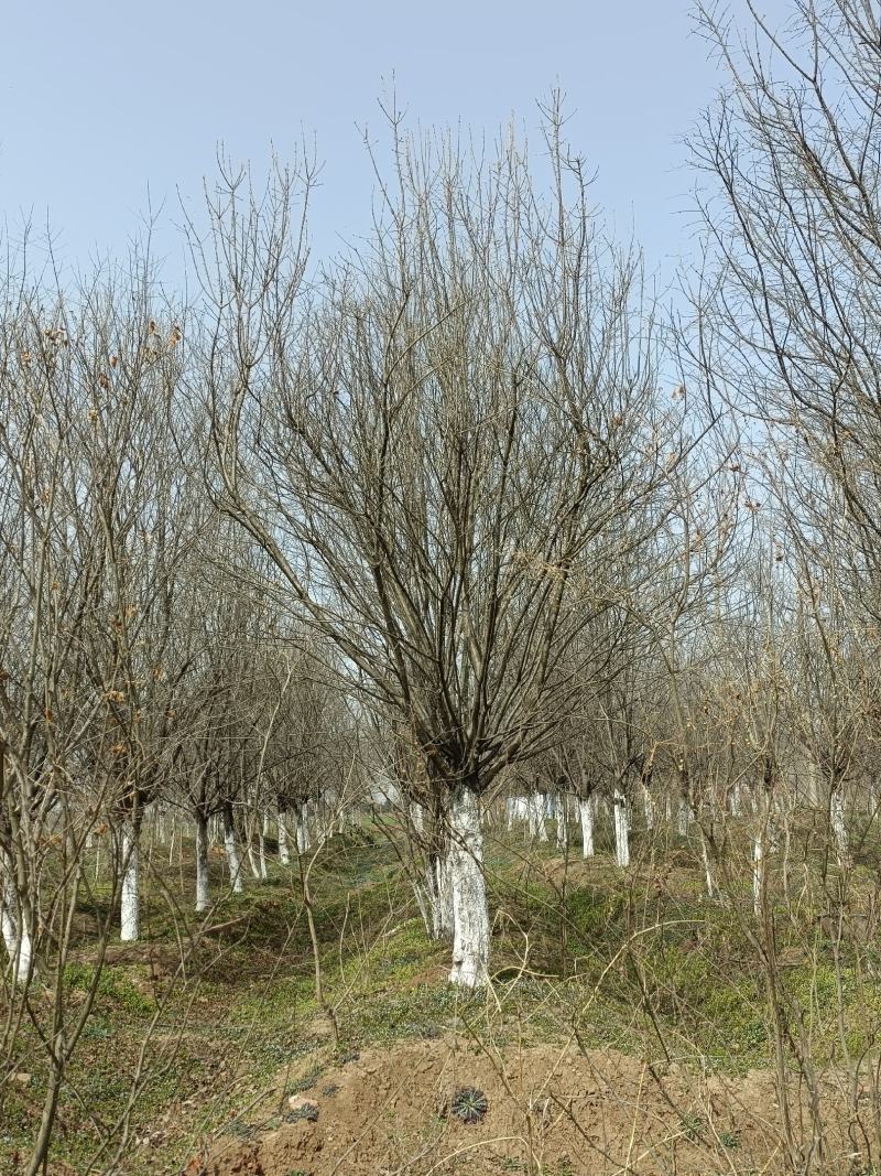 河南基地长期供应10----25公分精品茶条槭
