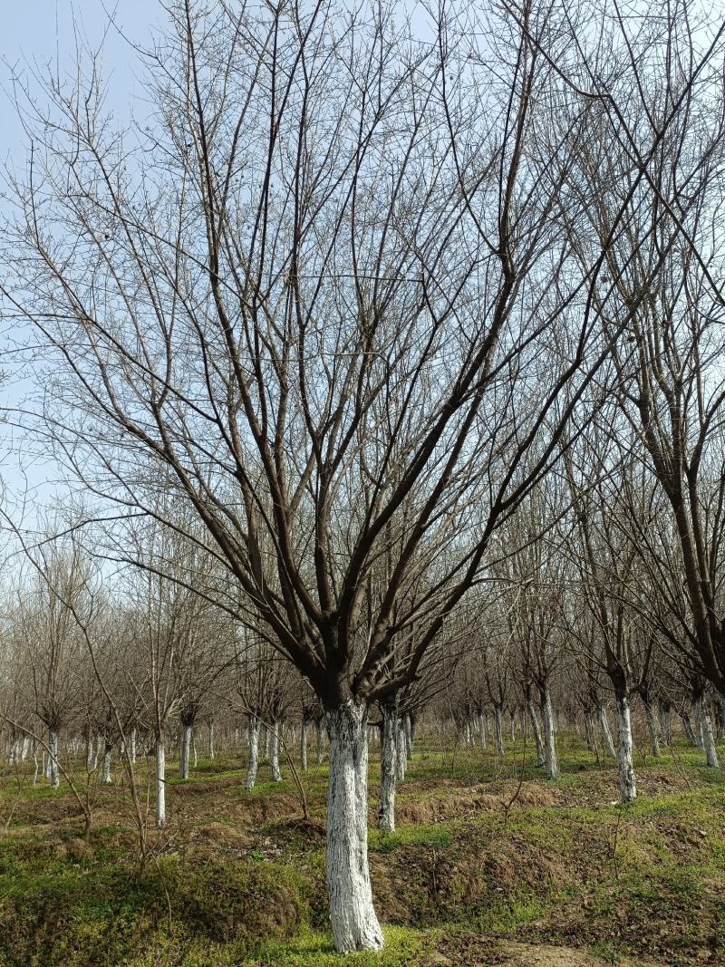 河南基地长期供应10----25公分精品茶条槭