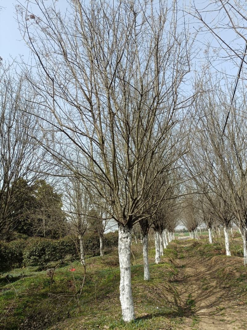 河南基地长期供应10----25公分精品茶条槭
