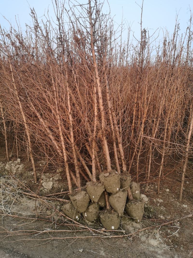 3公分水杉苗4公分水杉苗带土球，保证成活率
