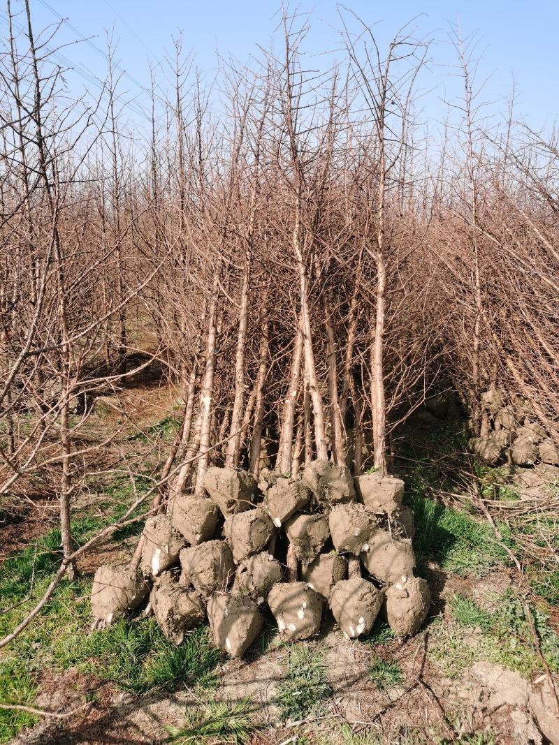 3公分水杉苗4公分水杉苗带土球，保证成活率