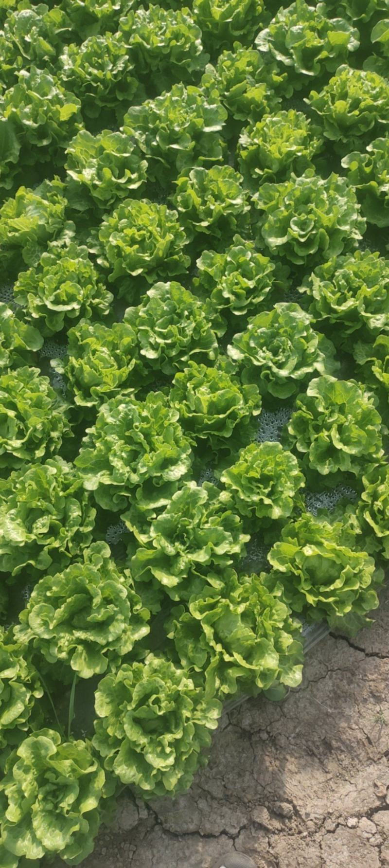 意大利生菜，常年产销优质生菜日产10吨欢迎。