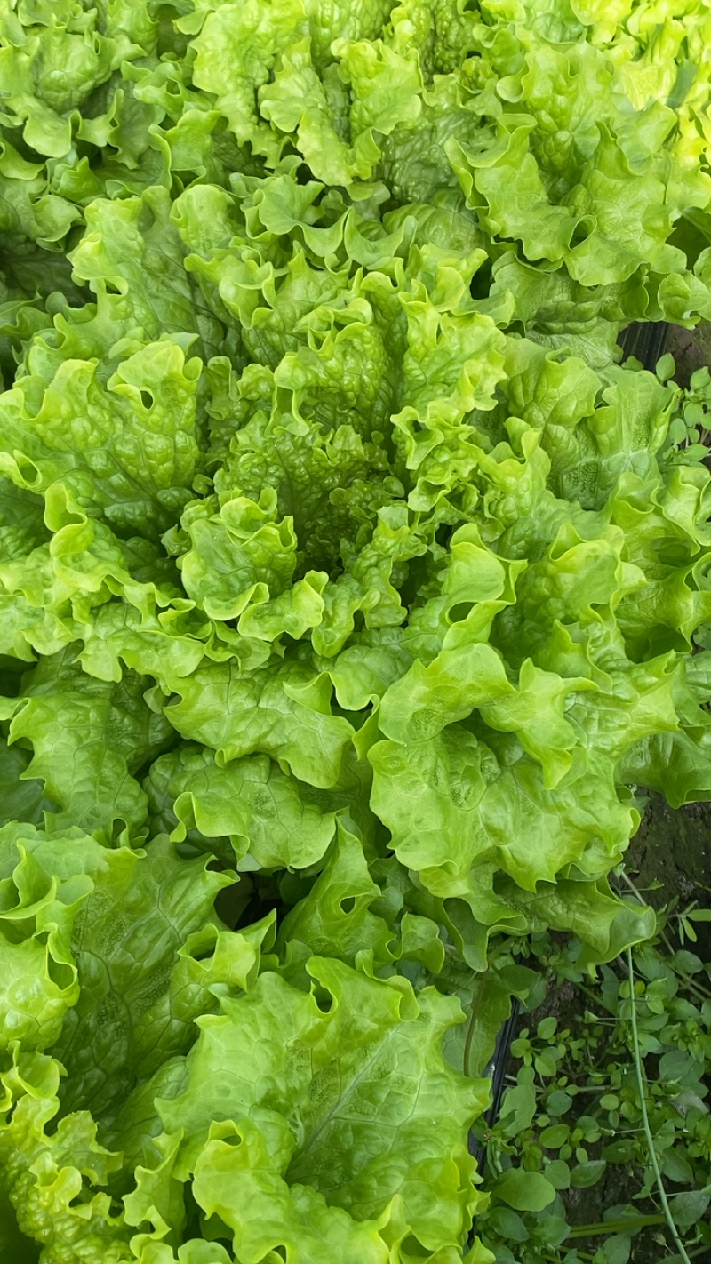 花叶生菜