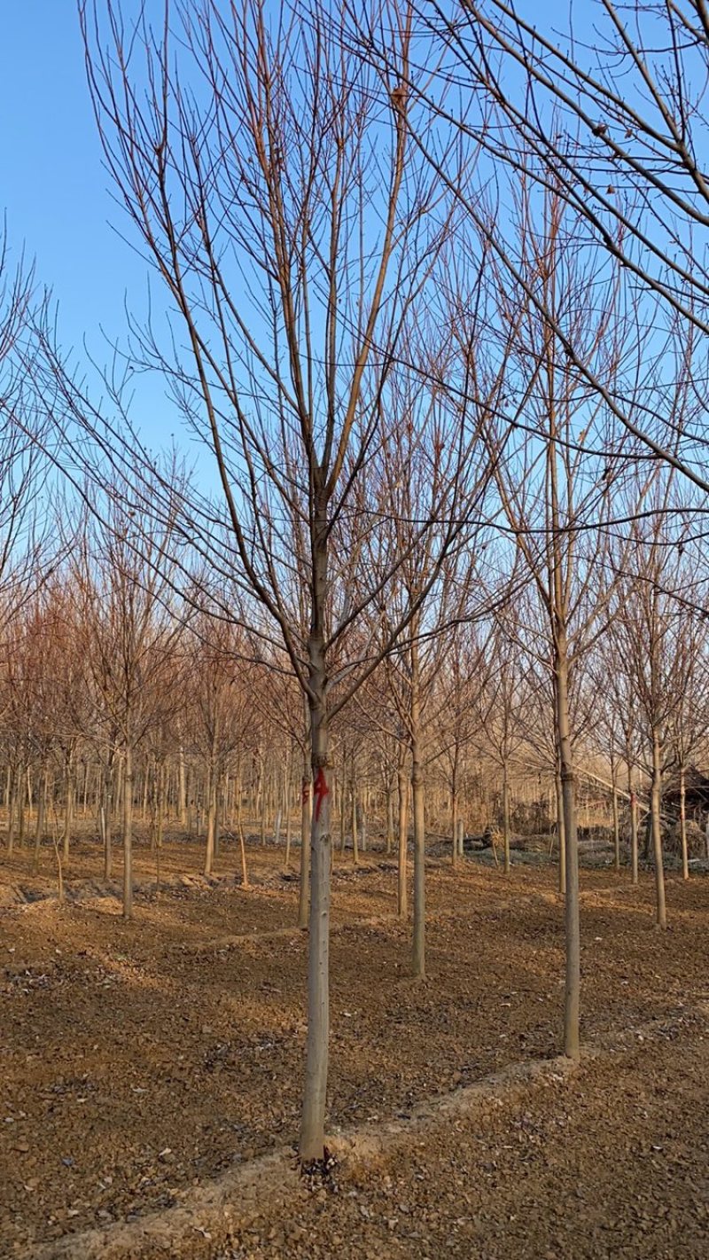 美国红枫大量特价处理，山东红枫苗圃基地直销