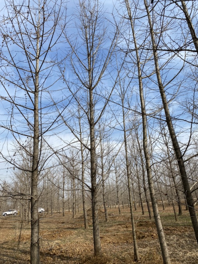 银杏树低价出售，历史低价大量抛售处理，苗圃号树当天装车