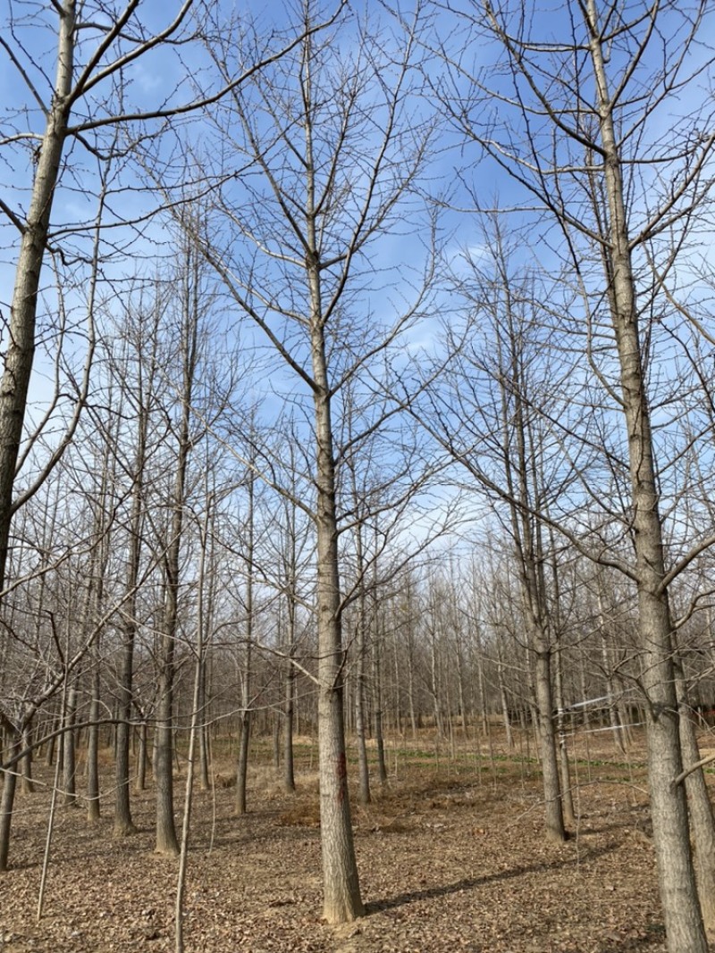 银杏树低价出售，历史低价大量抛售处理，苗圃号树当天装车